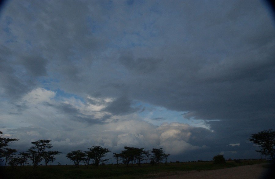Acacia trees appear to dance in the African wind as they head toward the horizon under ever-changing Kenyan skies..  December 2006.