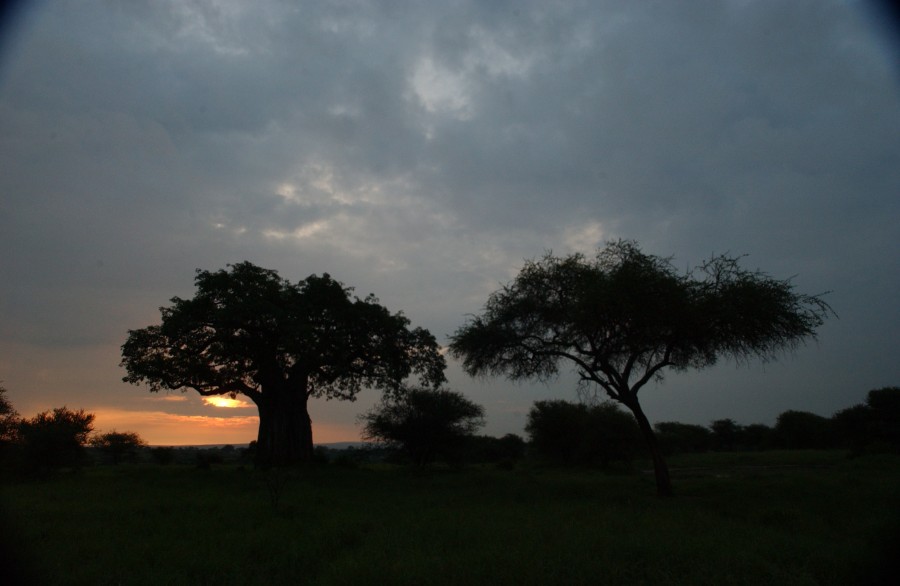 Baobab and Acacia trees at sunset, Kenya, Africa.  December 2006.