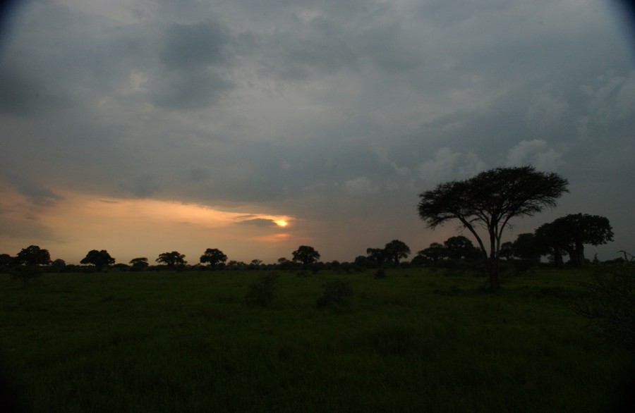 Treed horizon, Kenya, Africa.  December 2006.