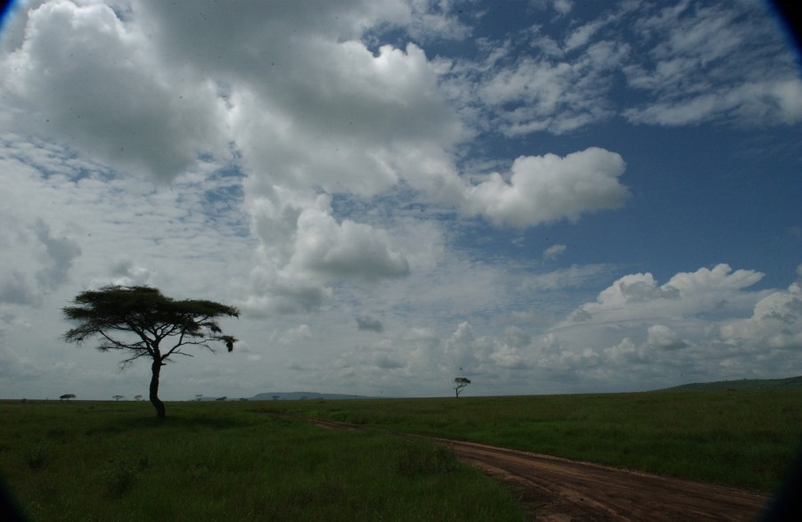 Serengeti Plain, Tanzania, Africa.  January 2007.
